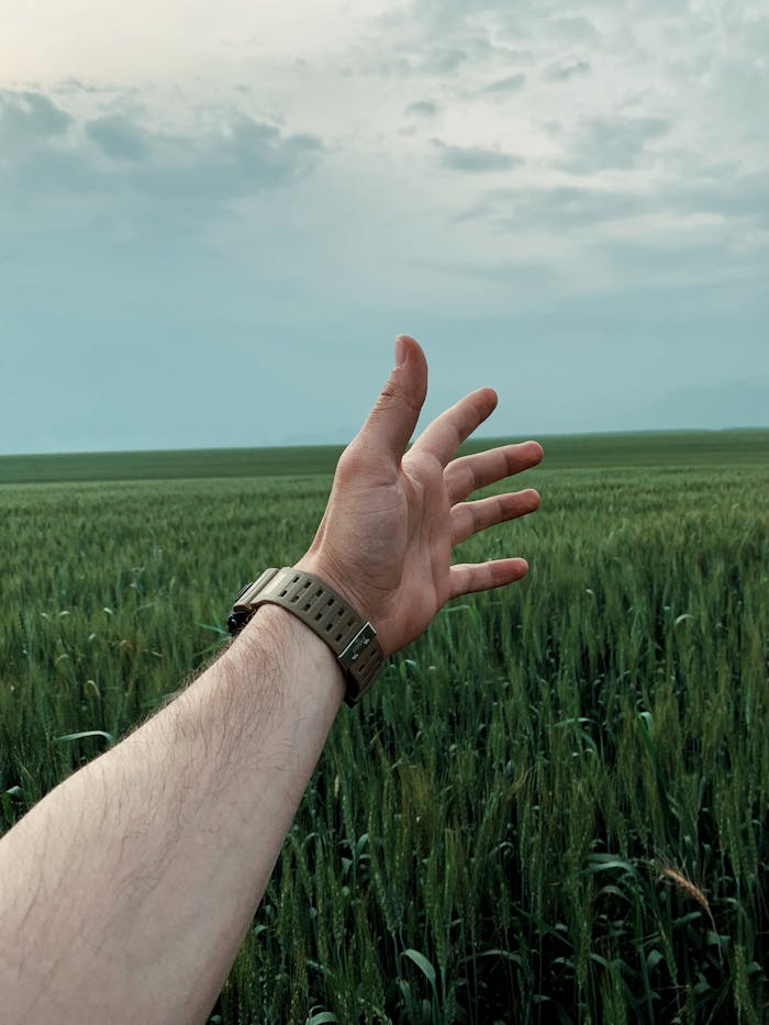 A person's hand reaching towards the sky amidst a sprawling green wheat field.